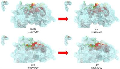 The impact of antigenic molecular mimicry on anti-cancer T-cell immune response